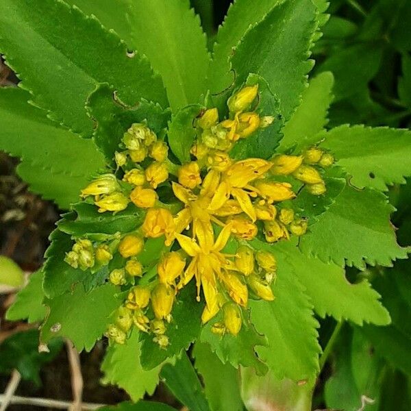 Phedimus aizoon Flower