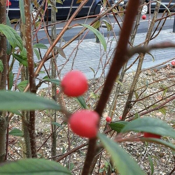 Cotoneaster salicifolius Vili