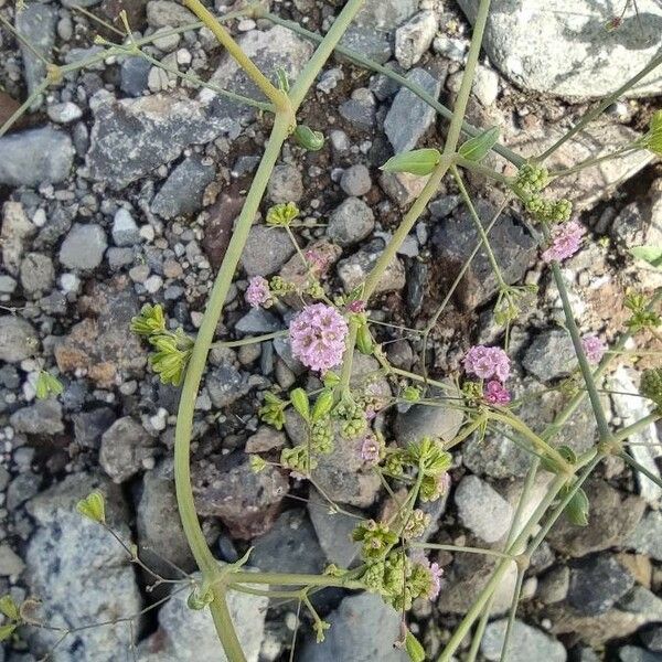 Boerhavia diffusa 花