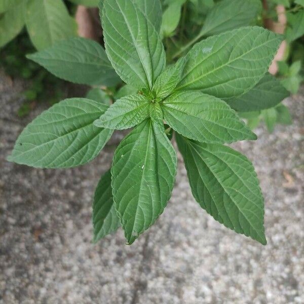 Acalypha virginica Levél