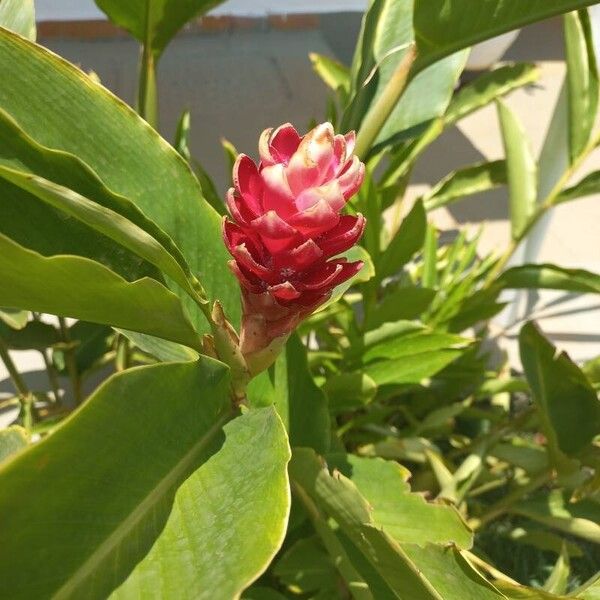 Alpinia purpurata Flor