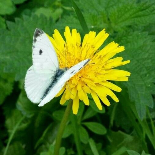 Sonchus oleraceus Квітка