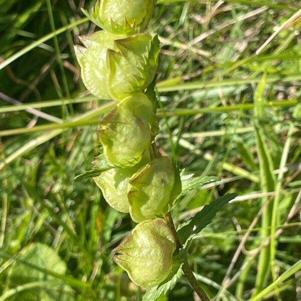 Rhinanthus minor Frukto