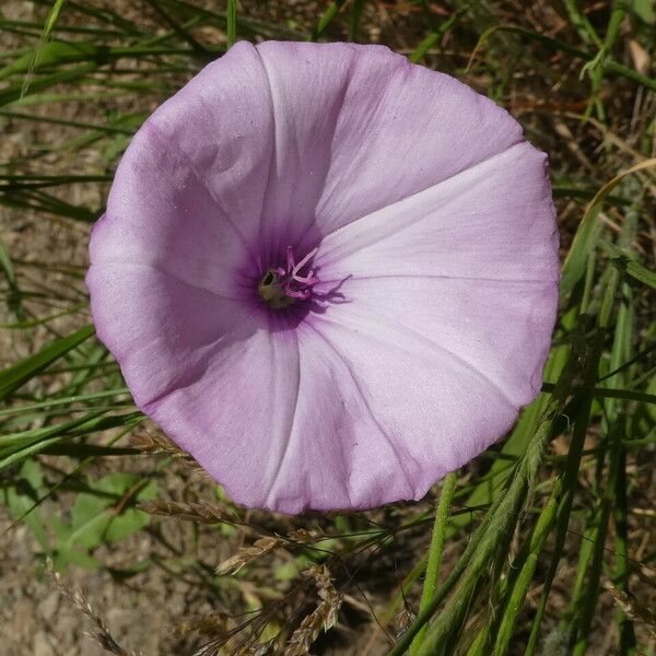 Convolvulus althaeoides Žiedas