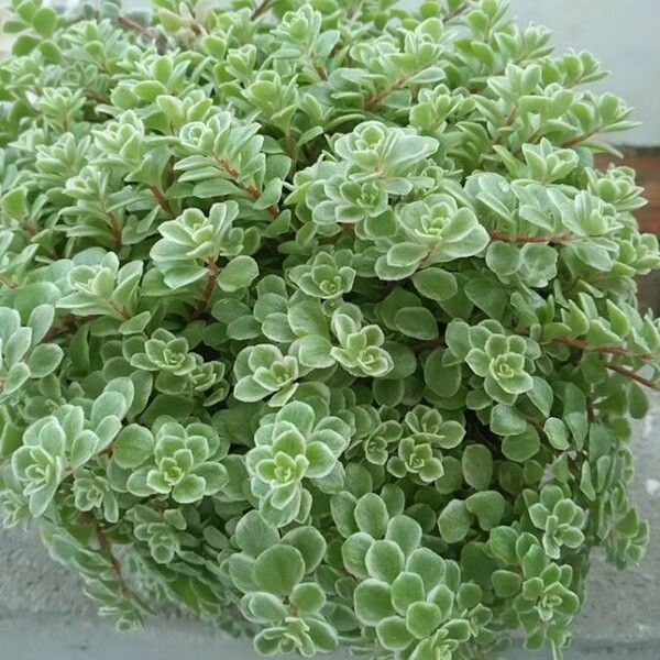 Sedum spurium Blad