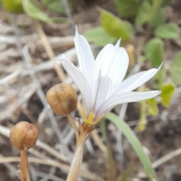 Sisyrinchium micranthum Flor