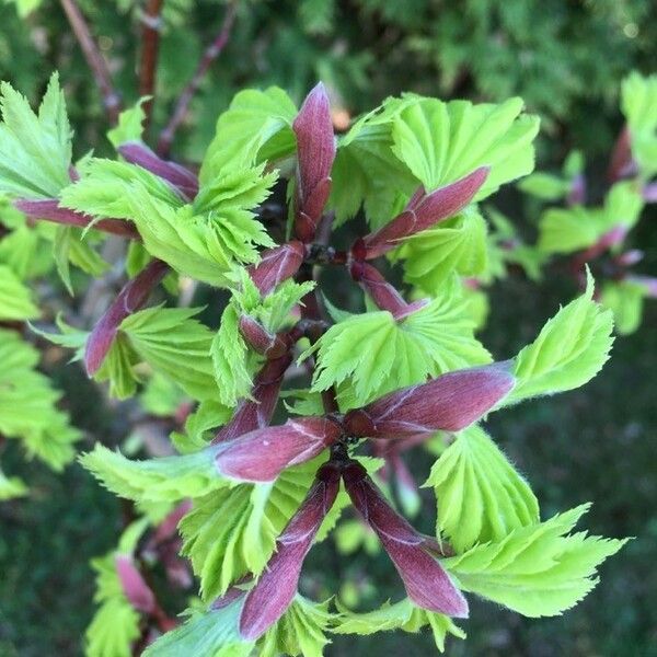 Acer circinatum ᱥᱟᱠᱟᱢ