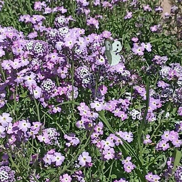 Ricotia lunaria Λουλούδι