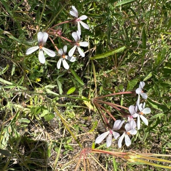 Pelargonium quinquelobatum फूल