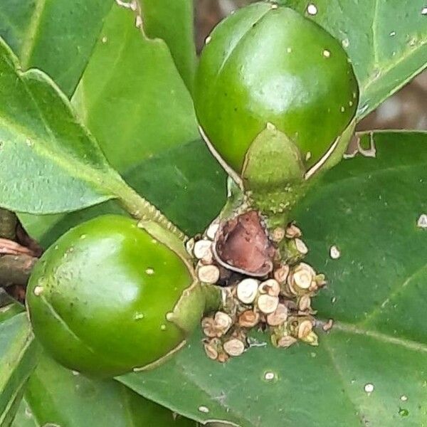 Brunfelsia pauciflora Ovoce