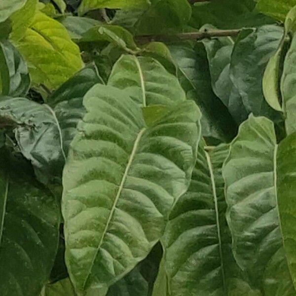 Coccoloba acuminata Leaf
