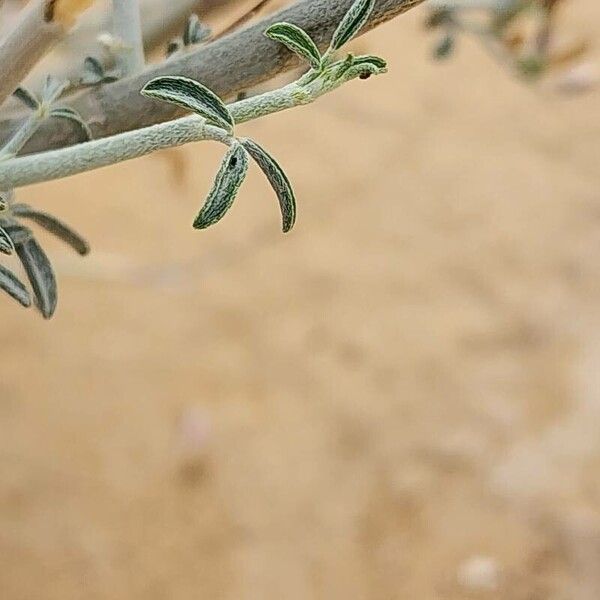 Taverniera spartea Blatt