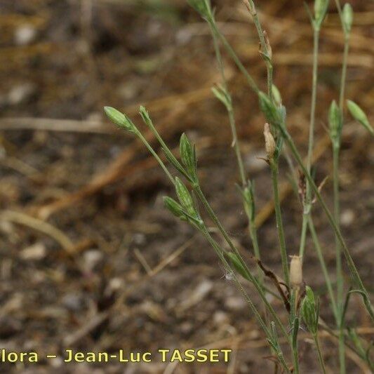 Silene inaperta Hábitos