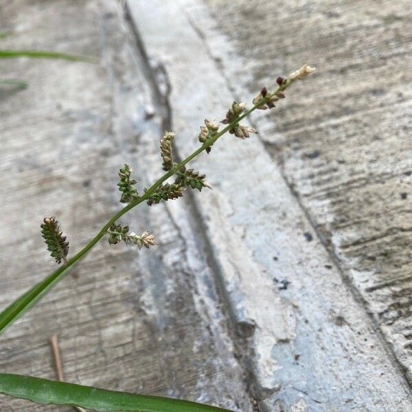 Echinochloa colonum Blomst