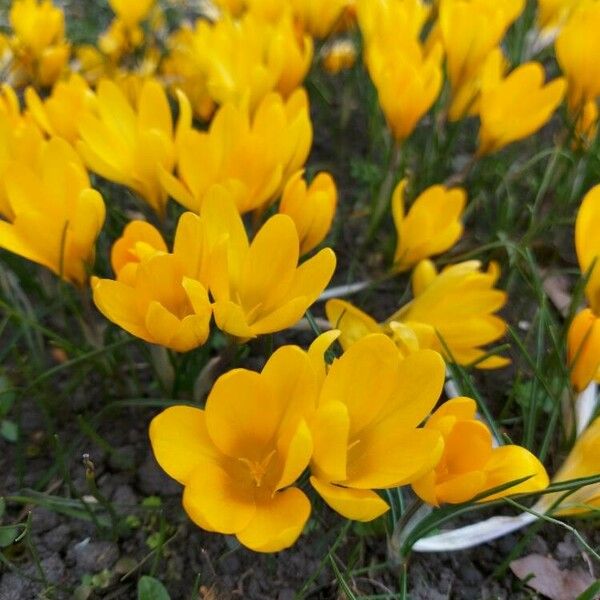 Crocus chrysanthus Flors