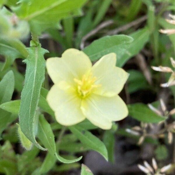 Oenothera laciniata ফুল