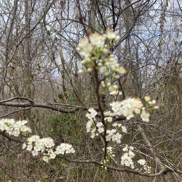 Prunus rivularis Flor