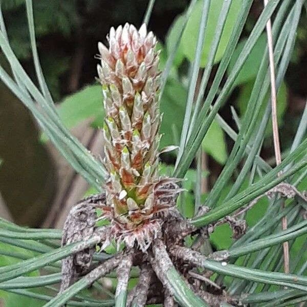 Pinus pinaster Feuille