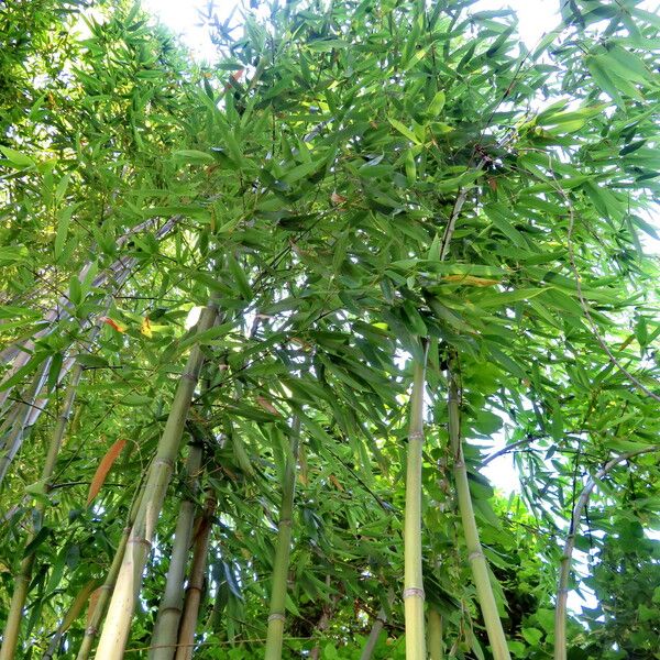 Phyllostachys aurea Habitus