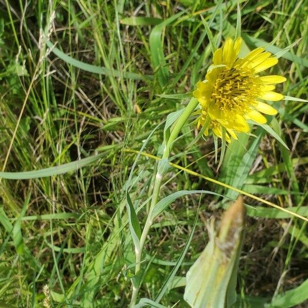 Tragopogon dubius 花