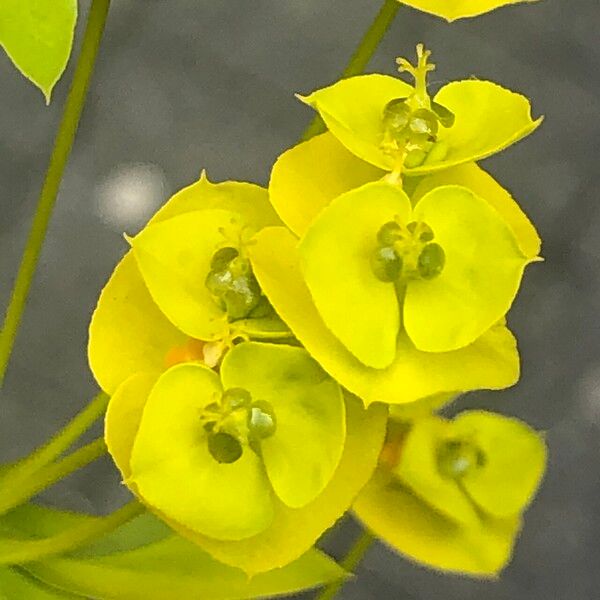 Euphorbia seguieriana Květ
