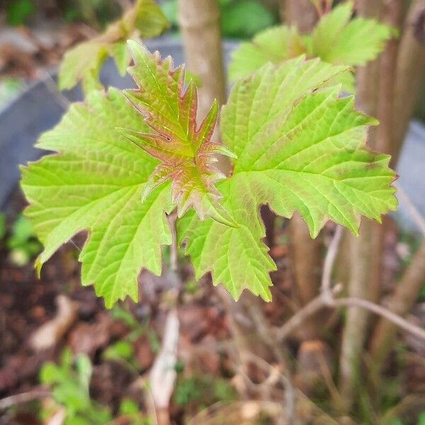 Viburnum trilobum 葉