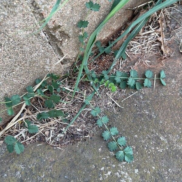 Pimpinella saxifraga Blad