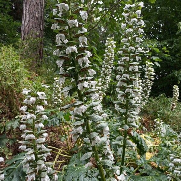 Acanthus mollis Écorce