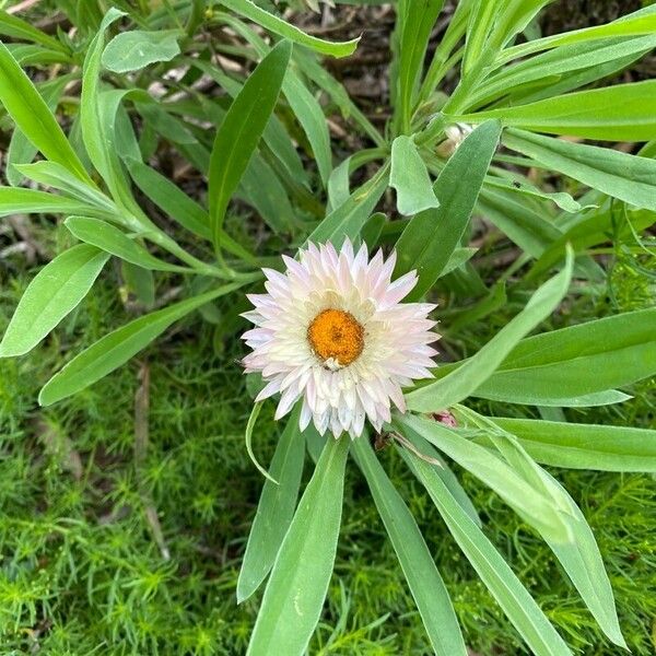 Xerochrysum bracteatum Cvet