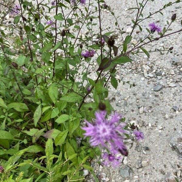 Centaurea nigrescens 花