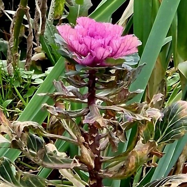 Brassica oleracea 葉