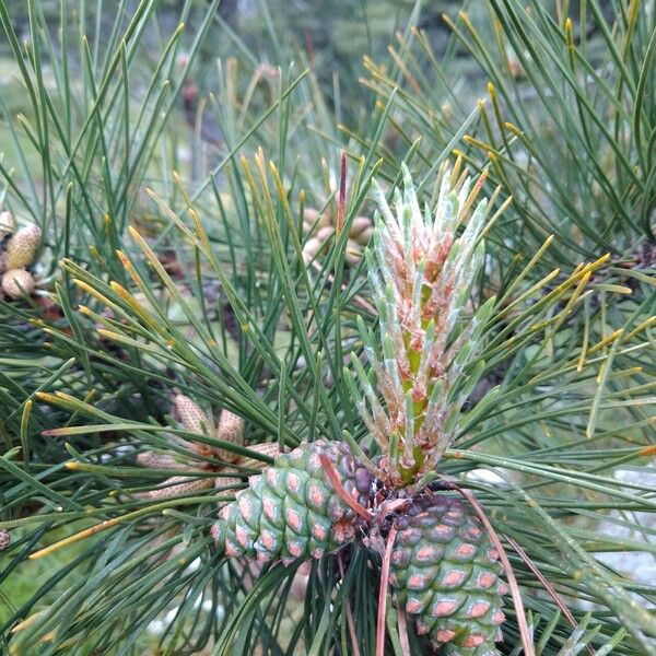 Pinus muricata Vrucht