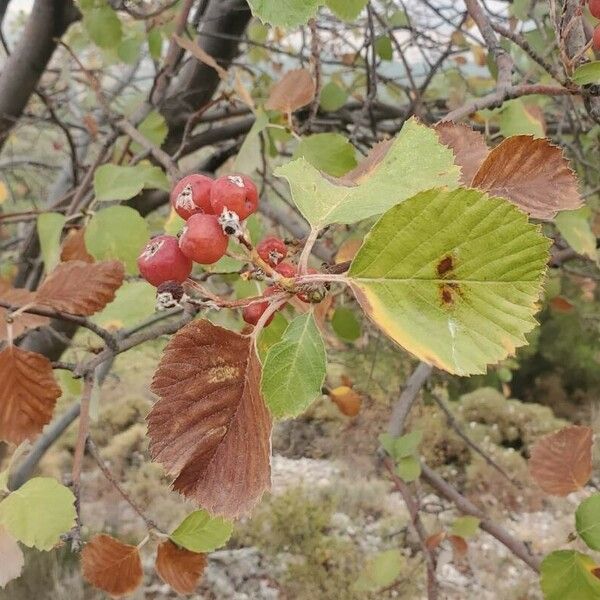 Aria edulis Blad