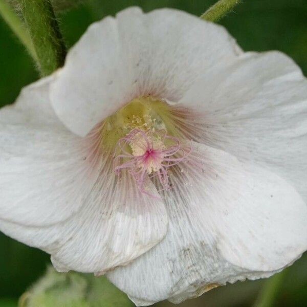 Alcea biennis Blodyn