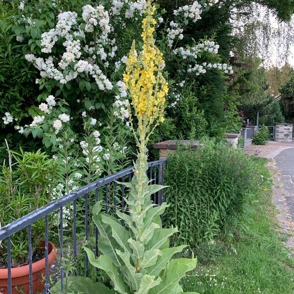 Verbascum speciosum 花