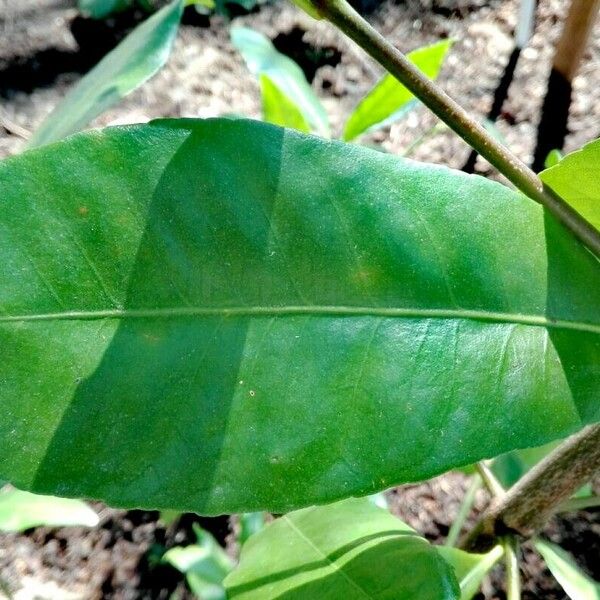 Leaf