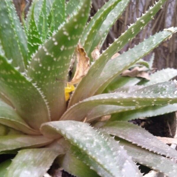 Aristaloe aristata Blad