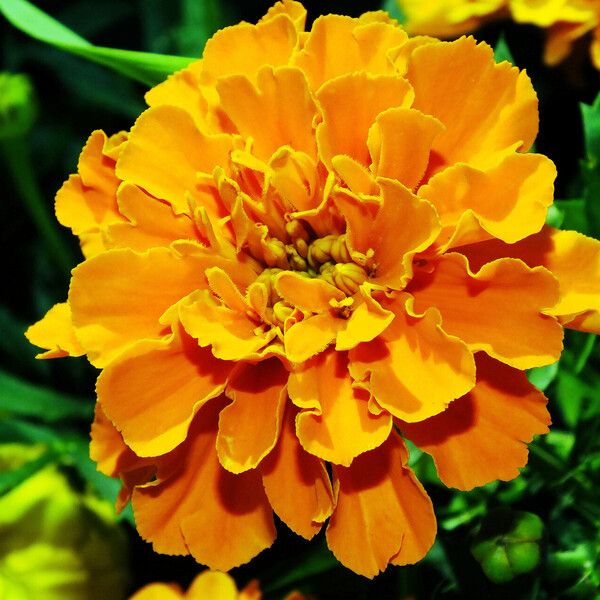 Tagetes erecta Flor