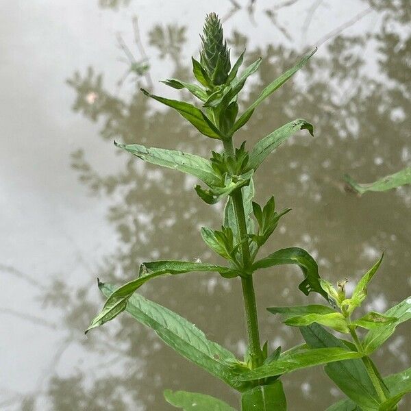 Lythrum salicaria Leaf