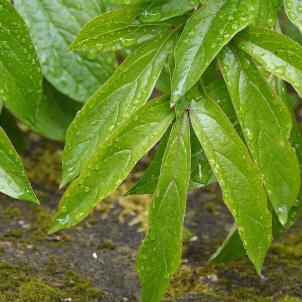 Paeonia lactiflora Leaf