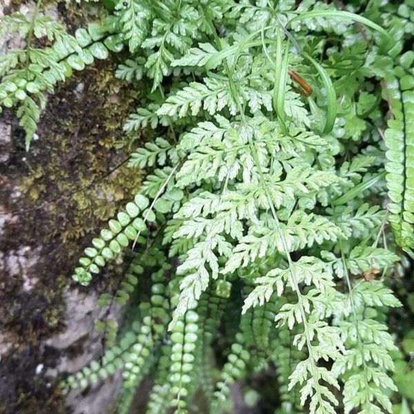 Cystopteris fragilis Habitat