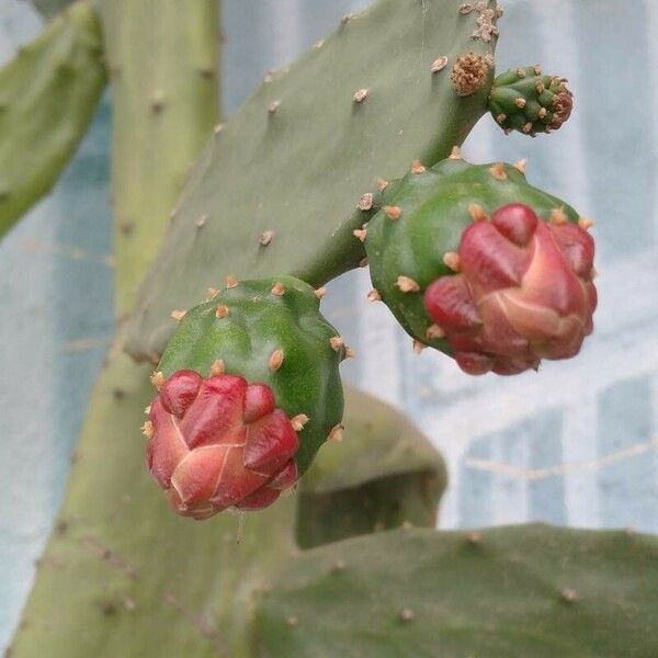 Opuntia cochenillifera Kvet