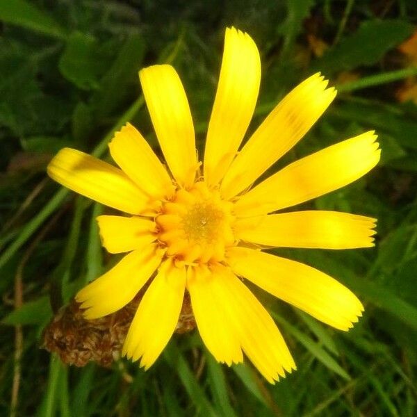 Leontodon hispidus Blomma