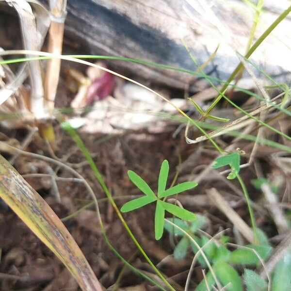 Oxalis hispidula Ліст