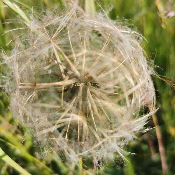 Tragopogon dubius Fruit