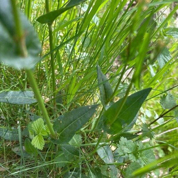 Rumex acetosa Blatt