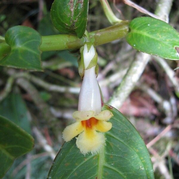 Drymonia macrophylla Drugo