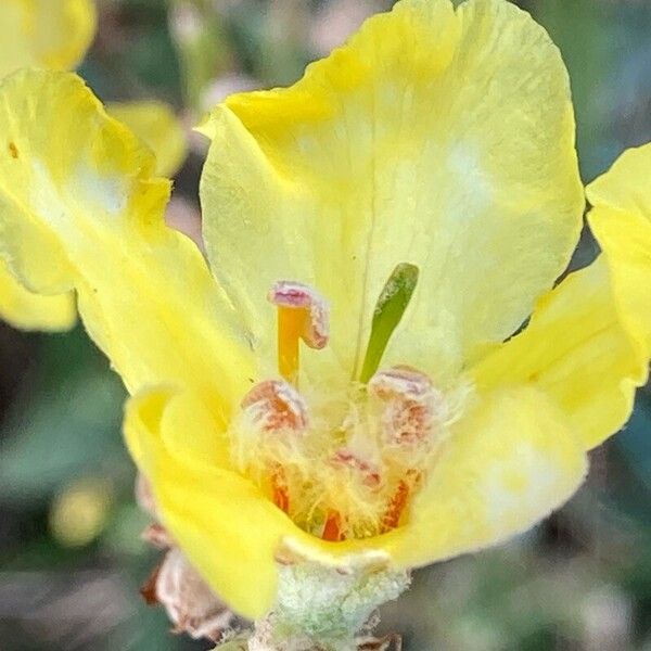 Verbascum densiflorum Flower