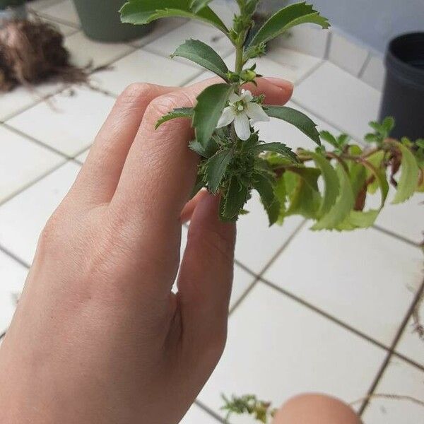 Capraria biflora Plante entière