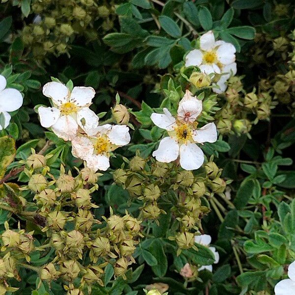 Dasiphora fruticosa Blomma